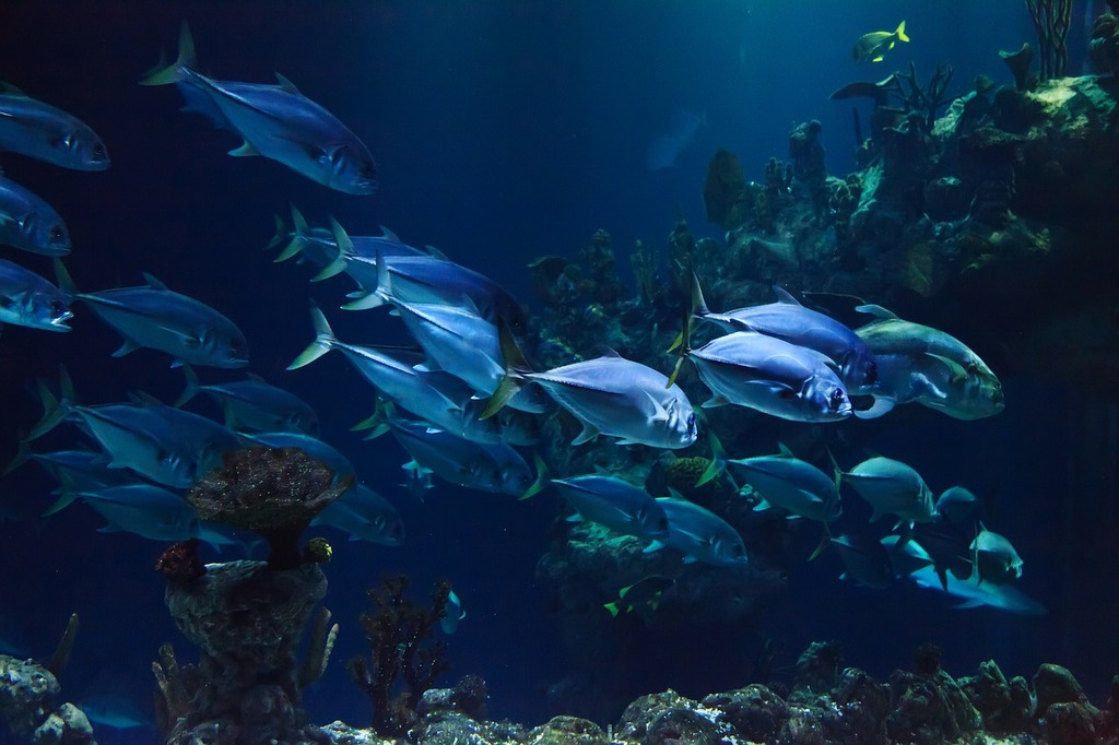 An Underwater Image of Many Large Fish Swimming